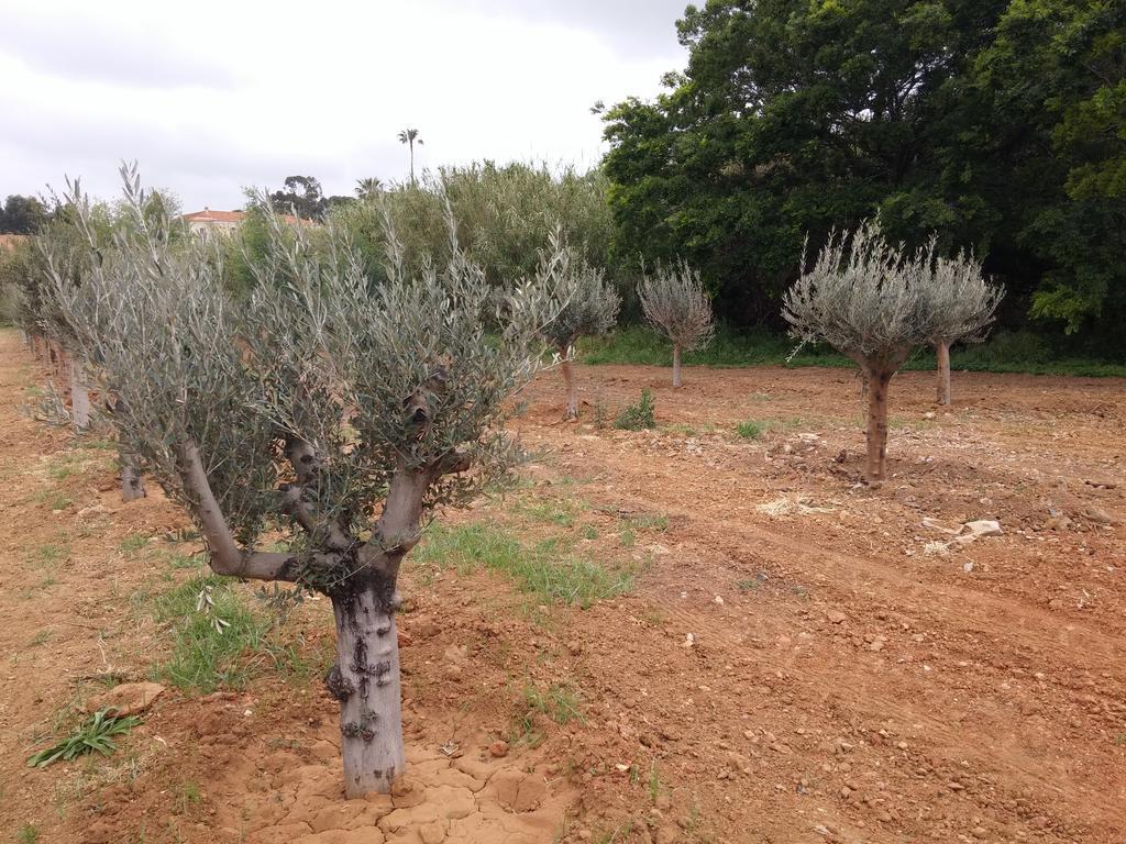 Gigaro Daire La Croix-Valmer Dış mekan fotoğraf